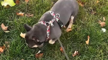 Secik idzie do pracy: