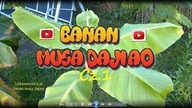 106.  Banan musa dajiao uprawa, pielęgnacja, zimowanie.  Cz. 1