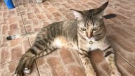 #koczur #kocurek #kicia #cat #viral