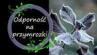 Odmiany odporne na przymrozki?