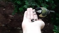 Parus major handfeeding 