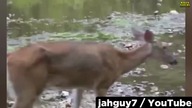 Inwazja Jeleni Zombie - Są Już W Europie! - Czy Pojawią Się W Polsce