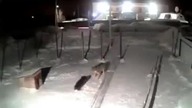 Wilk co porwał psa
