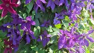 Clematis Rhapsody & Polonia Restituta #clematis