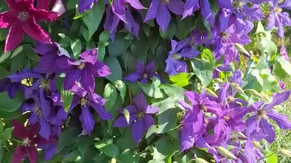 Clematis Rhapsody & Polonia Restituta #clematis