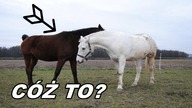 Co ja ZNOWU kupiłam...