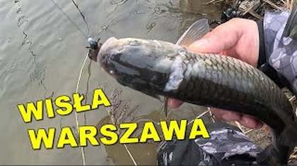 PARÓWKOWA vs ROBALE - CO WOLI KLEŃ