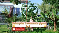 #277 Cz. 3 Kukurydza- słonecznik gigant. - Uprawa w Polsce.