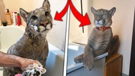 URATOWANA PUMA NIE MOGŁA WRÓCIĆ do DZICZY, więc została KOTEM DOMOWYM...