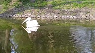 Great White Pelican/Rosy Pelican/Pelikan Różowy (Pelecanus onocrotalus) Zoo, Poland