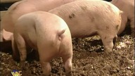 Hunter Hearst Helmsley (Triple H) vs.  Henry Godwinn - Arkansas Hog Pen Match - Cała Walka