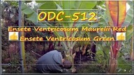 Odc-512Ensete Ventricosum red,green,pomiary,budowa pnia i liści,owocujący basjoo i velutina