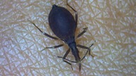 Kissing Bug