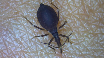 Kissing Bug
