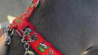 W oczekiwaniu na Ochroniarza: