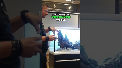 Mchy w Akwarium Naturalny Akcent i Piękny Efekt