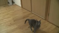 Kocie akrobacje