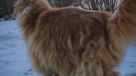 #009 Kronika Hrabiego Eryka #short #shorts #cat #winter
