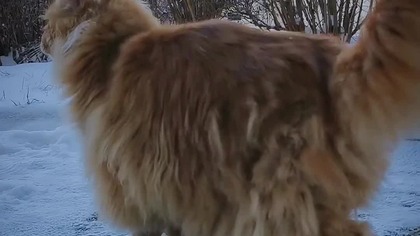 #009 Kronika Hrabiego Eryka #short #shorts #cat #winter