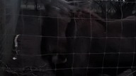 łoś #snow #music #dance #song #winter #home #speedsong #wildlife #deer #snowday #nature #diy