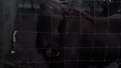 łoś #snow #music #dance #song #winter #home #speedsong #wildlife #deer #snowday #nature #diy