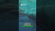 Zęby Megalodona Potężny Król Oceanów