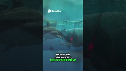 Zęby Megalodona Potężny Król Oceanów