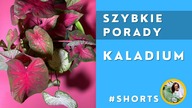 #Short Kaladium- jak podlewać, gdzie postawić, jak nawozić ?