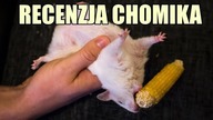 Zmiana tematyki kanału - RECENZJA CHOMIKA