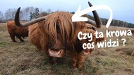Jak widzą Szkockie Krowy.  Odpowiedź na pytanie widzów #1