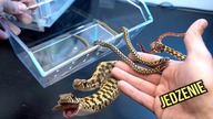 Te węże jedzą DŻDŻOWNICE  Thamnophis marcianus