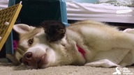 Husky "zaadoptowała" kota i dzięki temu uratowała mu życie