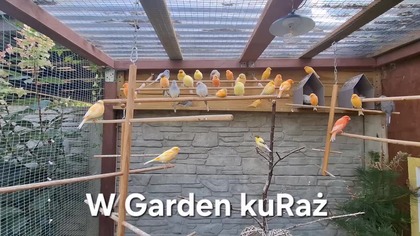 Kanarki i gołąbki diamentowe w wolierze #W Garden kuRaż 478