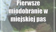 Pierwsze miodobranie w miejskiej pasiece.  Czuć nawłoć