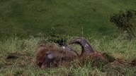 Wstrząsy 2: Wielkie larwy wr&oacute;ciły / Tremors 2: Aftershocks (1996) [Lektor PL]