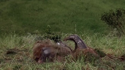 Wstrząsy 2: Wielkie larwy wróciły / Tremors 2: Aftershocks (1996) [Lektor PL]