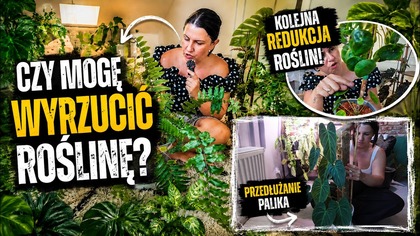 WYRZUCANIE ROŚLIN! KOLEJNA REDUKACJA, PRZEDŁUŻANIE PALIKA!