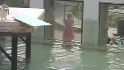 Pingwin zbyt p&oacute;źno zmienił decyzję