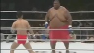 Kogucia vs mega ciężka