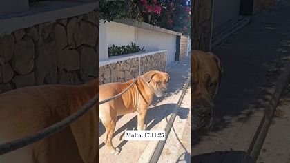 Wysyłamy z Orionen dużo słońca z porannego spaceru  #boerboel #polacynamalcie #malta