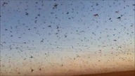 Biblijna plaga w Rosji.  Szarańcza ogołaca pola