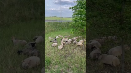 Owce odpoczywają na Sodowej Górze.  Widzieliście już to piękne stado?