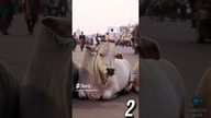 3 CIEKAWOSTKI O INDIACH