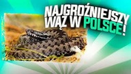TO NAJGROŹNIEJSZY WĄŻ W POLSCE!