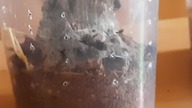 Juvenile (L3) Avicularia juruensis spins its web 