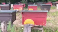 Why Bees  wont sting (no protective gear!)