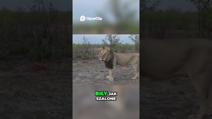 Szarża Lwa Niesamowite Spotkanie na Safari! #dokument #ciekawostki #tajemnice