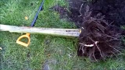 339-Odrost bananowca musa sikkimensis.  Wykopywanie zimowanie.  Stalewiak