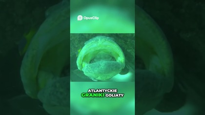 Rekin kontra Granik Goliat Niesamowity podwodny pojedynek!