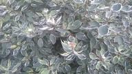#47 Dereń biały (Cornus Alba Elegantissima) - formowanie